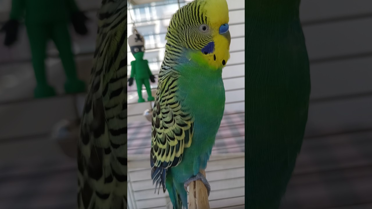 Konuşma #muhabbetkuşu #konuşankuş #konuşanmuhabbetkuşu #birds #budgies #vogel #parrot #talkingparot