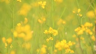 美麗的金黃背後－ 沙螺洞油菜花田(Rapeseed Field@Sha Lo ...