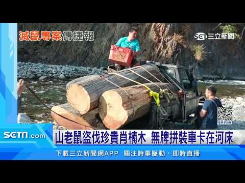 警匪河床追逐！山老鼠盜採肖楠木遭圍捕｜三立新聞台