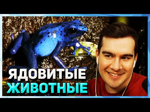 Видео: Братишкин СМОТРИТ - САМЫЕ ЯДОВИТЫЕ ЖИВОТНЫЕ МИРА