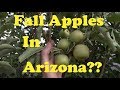 Honeycrisp, Pink Lady & Fuji Apples in AZ