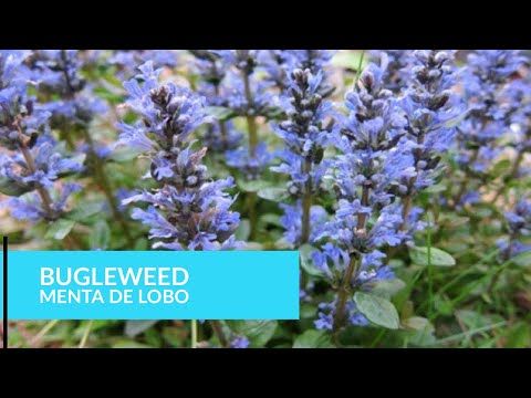 Bugleweed - Menta De Lobo espanol