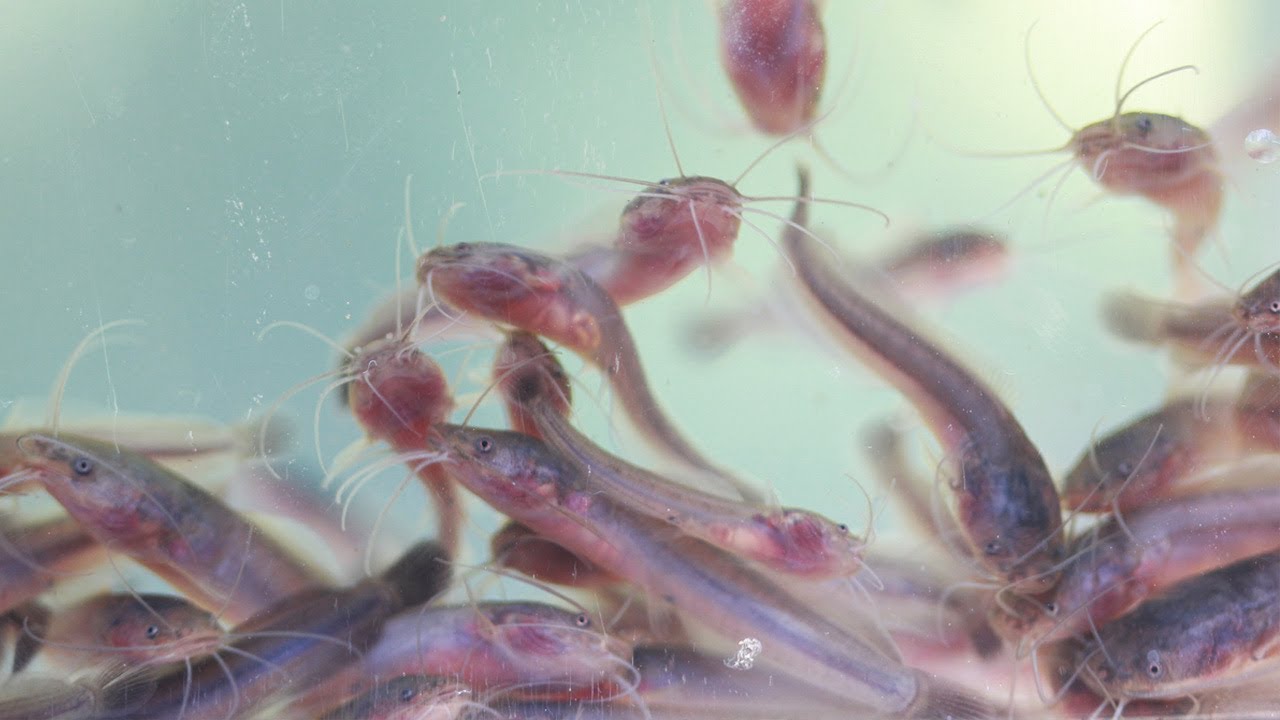 Paano Magsimula ng Hito Hatchery Business - Part 2 | TatehTV Episode 72