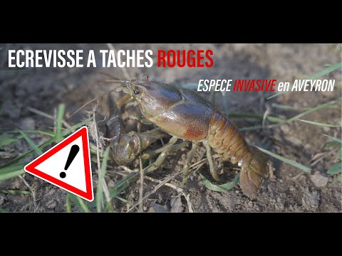 Écrevisse à taches rouges : nouvelle espèce invasive en Aveyron