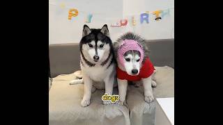We were all learning to accept goodbyes. #pets #shuorts #funny
