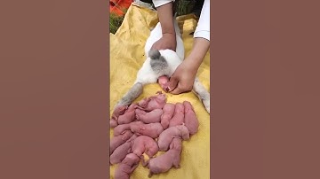 Capybara growth - Baby rabbit 1 To 16 Days