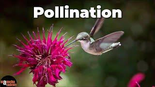 What is Pollination 