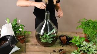 Plant Terrarium  Spanish