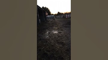 Thumbnail of Bruno and bonnie equine dreams of bawtry