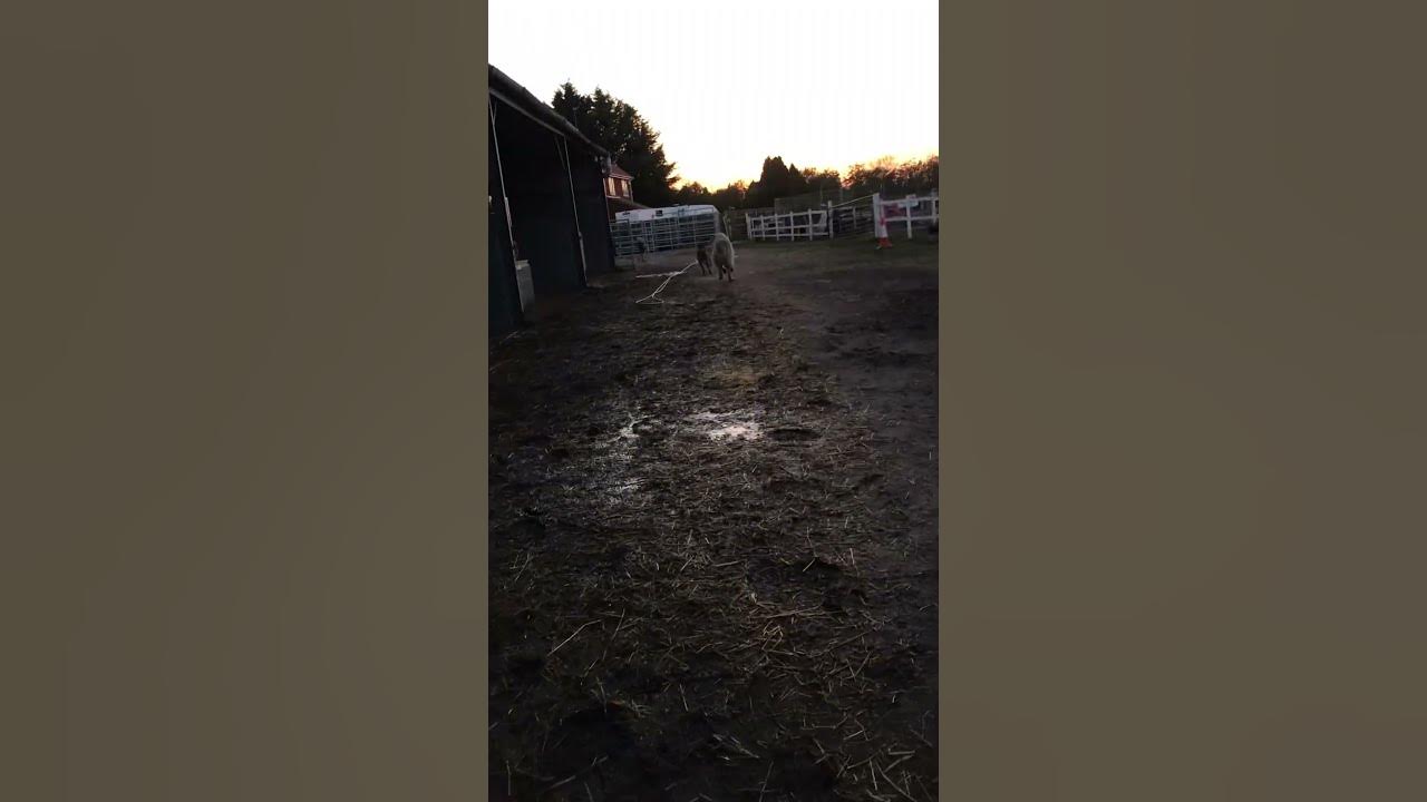 Bruno and bonnie equine dreams of bawtry