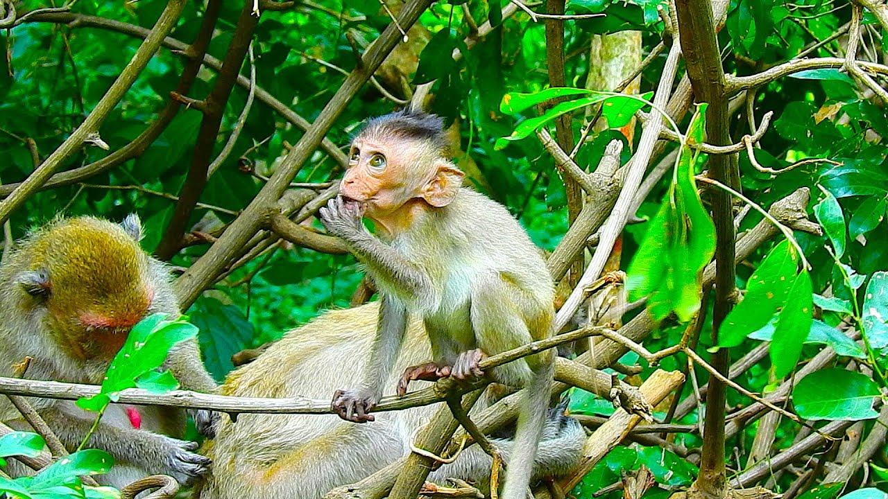 Pitiful blind baby VIGO has been rejected!!! Blind baby VIGO was always abandoned to be alone by mom