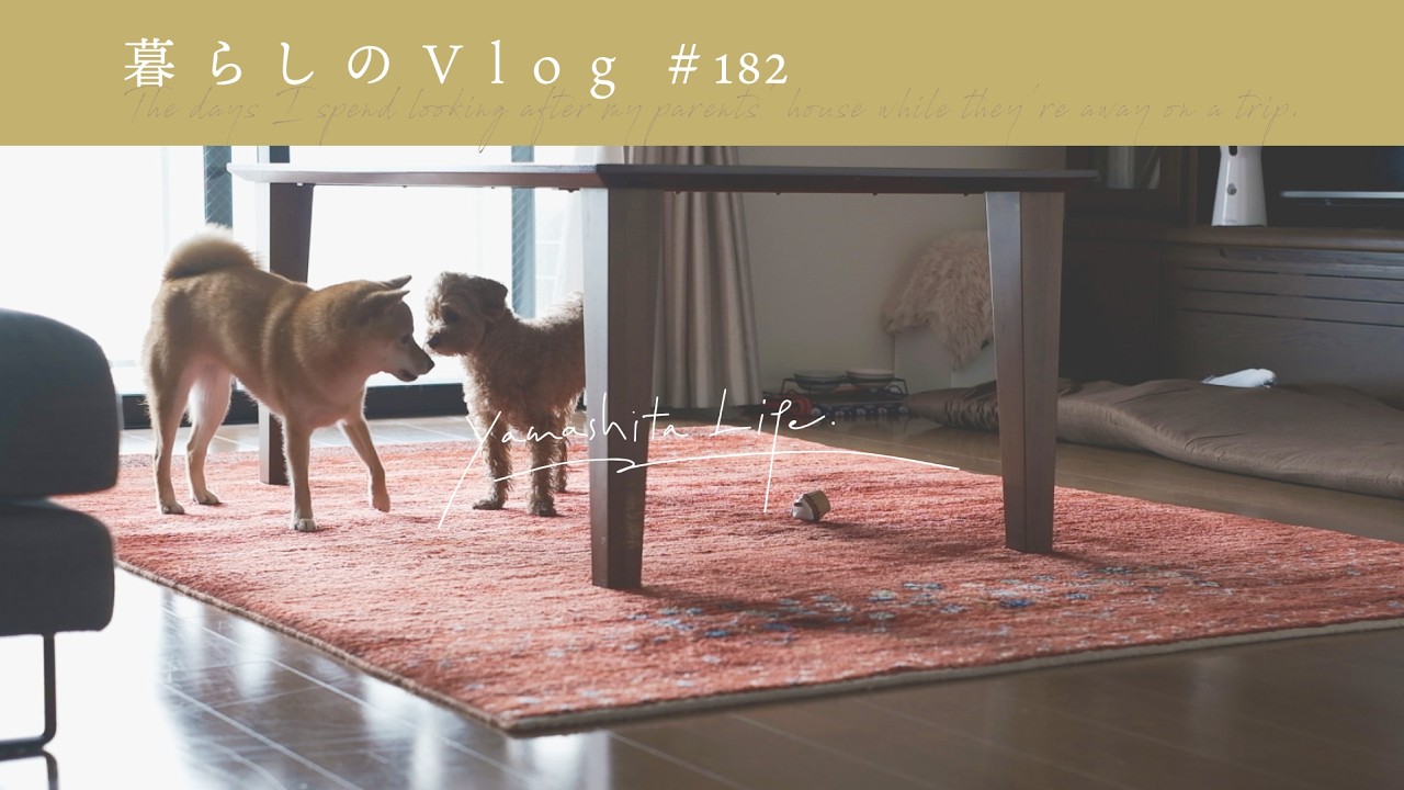 しばらく実家で暮らします🐶｜杏子タルトとアイスコーヒーとお留守番の記録｡《 暮らしのVlog #182 》Back at My Parents' Place for a While.