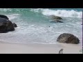 Penguins swimming at boulders beach