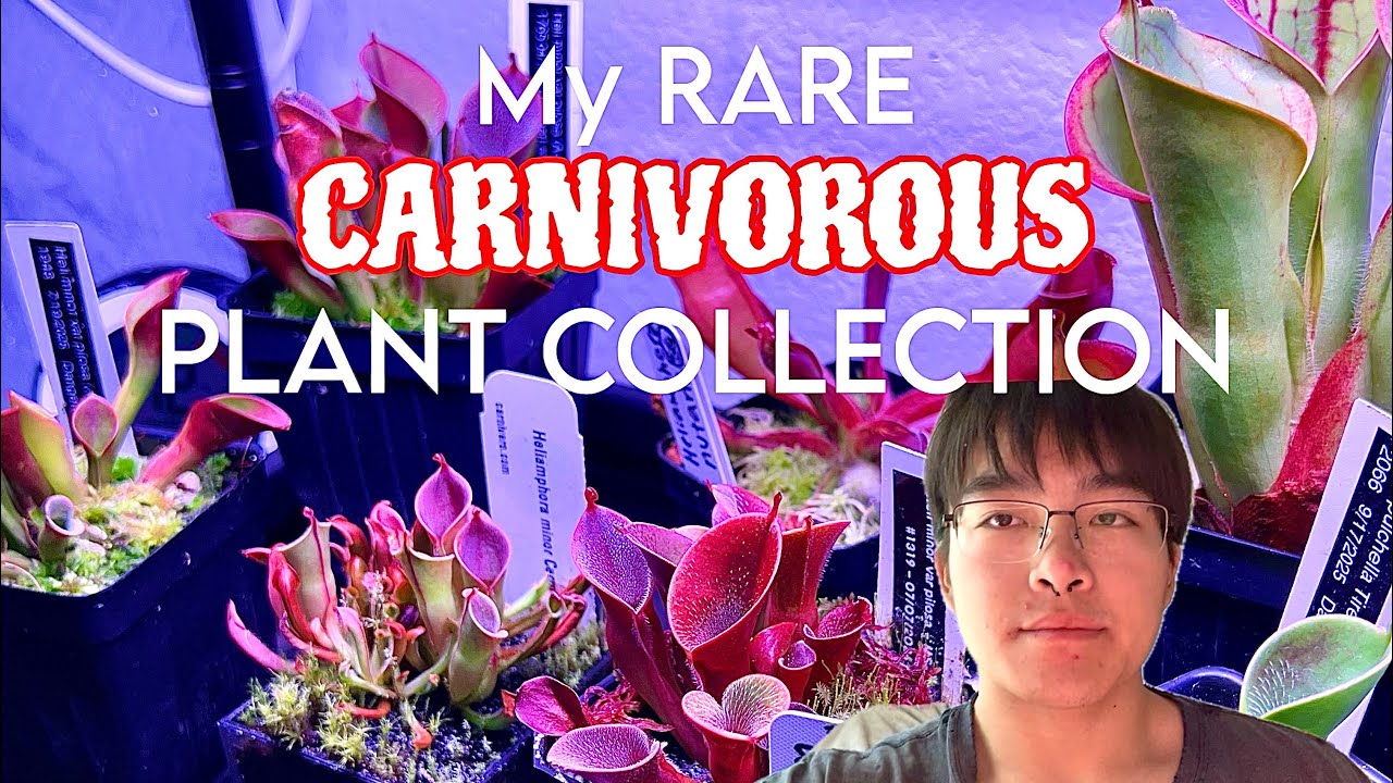My Carnivorous Plant Collection - Rare Indoor Houseplant Tour!