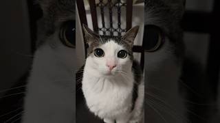 some videos @CrunchycatLuna