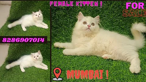 Video 6647341: pure breed persian kittens, quality pure persian kitten, white female persian kitten, persian kitten show, face persian, cat pets