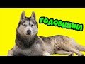 МОЕМУ КАНАЛУ - ГОДИК! (Хаски Бандит) Говорящая собака