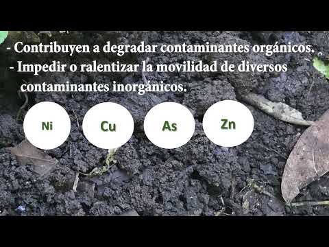microbiologia del suelo