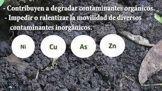 microbiologia del suelo microbiologia del suelo