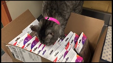 Catnip Caves For Mushroom