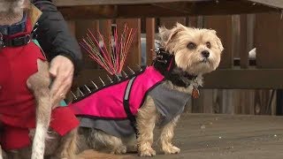spiked dog jacket