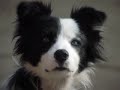 Border Collie Sheepdog & Amazing Cute Puppy Movie Trailer