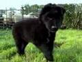 Border collie sheepdog  amazing cute puppy movie trailer