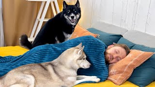 What Does a Husky do when He Finds His Owner Sleeping