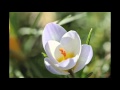 Der Frühling kommt