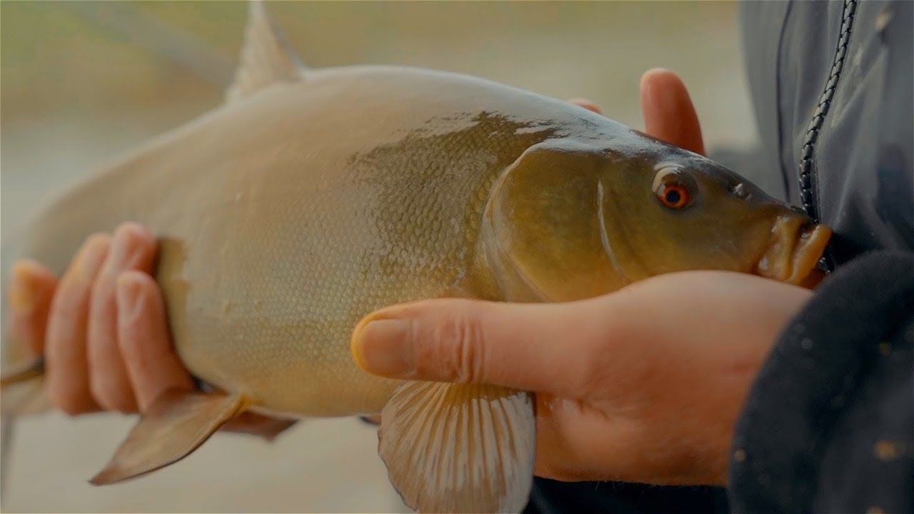 „Šiandien kimba“. Žvejybos per lietų – ar karšiai kimba, kai šlapia? (2025-07-13)