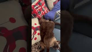 Cute funny cat yawning 🥱
