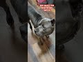 Cane Corso waits for Dad to say &quot;Get it&quot; Brisket fast and kibble for Corso&#39;s dinner.