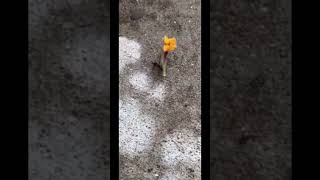 This Tiny Ant Lifts 50x Its Own Weight! 🐜💪 #Shorts #usa #usashorts #shortsusa #americanfacts