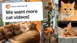 The 10 minute orange cat compilation you asked for