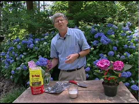 Video: Change Color Of Hydrangea Bush: How To Make Hortensia Change Color