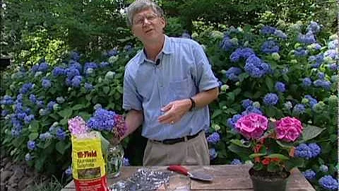 How to change the color of hydrangea flowers. - DayDayNews