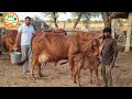 Monu   sahiwal  2nd timer  live milking monu 98126 77706