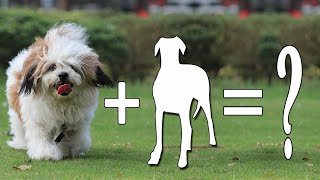 Top 10 New Lhasa Apso Mixes Dog Breeds | Lhasa Apso Mix