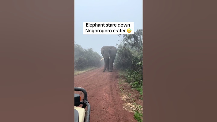 Elephant stare down Ngorongoro Crater, Tanzania #tanzania  #ngorongoro