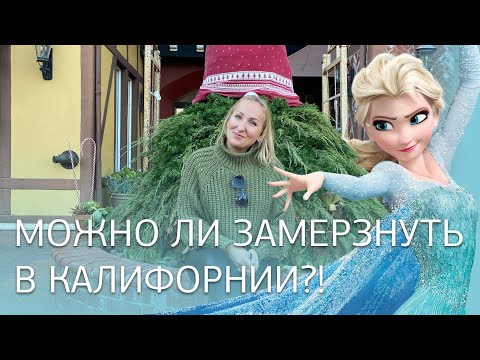 Video: Калифорниянын үй-бүлөсү лагердеги өрттөн кийин кайтып келип, коңшусунун үйүн кайтарган иттерди издешти