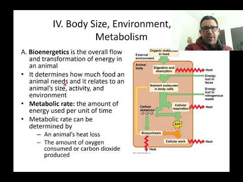 Animal Metabolism