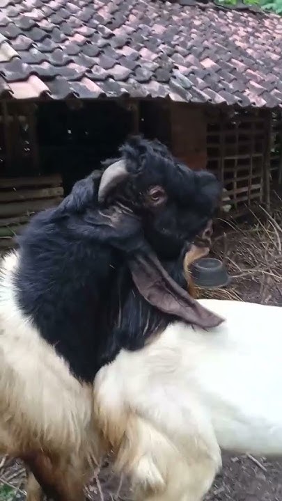 perkawinan kambing jumbo#shorts - YouTube