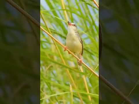 Plain prinia #birds