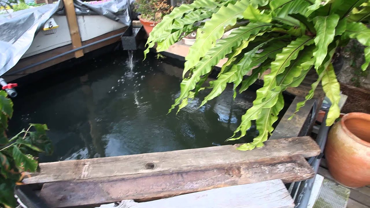 My Aquaponic system in Ginowan City , Okinawa, Japan 2015 YouTube