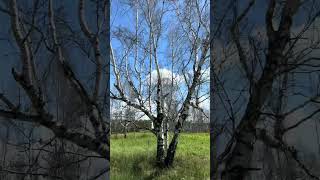 Гусеницы в лесу. Северо-Казахстанская область