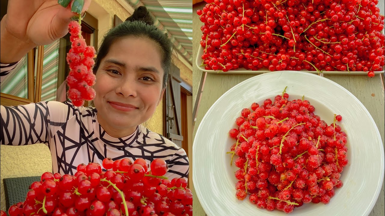 Very yummy ,Eating groseille/ម្ជូរថ្មី😁ឥតល្ហែ😁