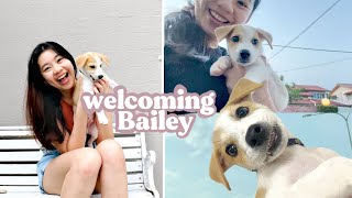 I adopted a puppy 🐶 | First week with my new puppy + storytime