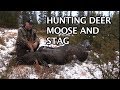 Kristoffer clausen hunting deer moose and stag with sauer rifles