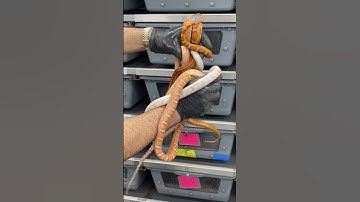 What do you think of these?  You know they are 🔥🔥🔥#shorts #snake #reptile #pets #cornsnake