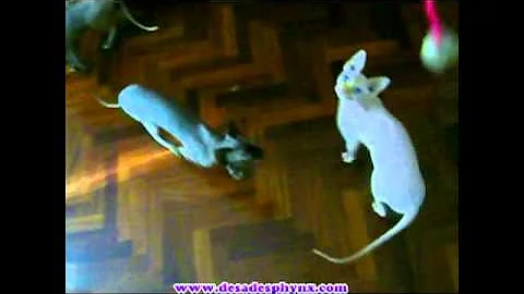 Video 1242371: canadian sphynx cattery, hairless cat